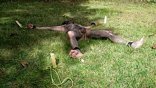Nuisette007 Got Tied Up Naked Outdoors, Spread Wide Facing Up. Just Another Wild Day!
